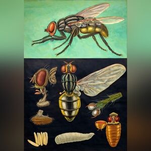 Vintage Insect Anatomy Print